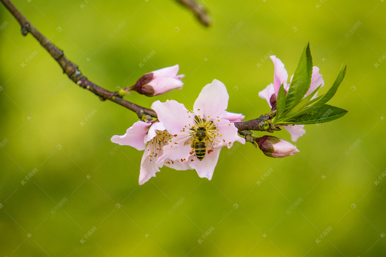 春天桃花上采蜜蜜蜂摄影图