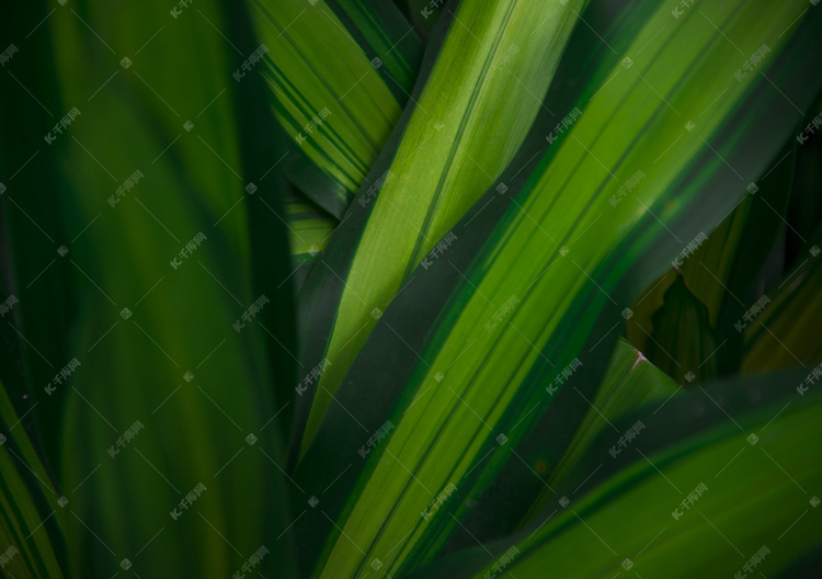 静物之植物