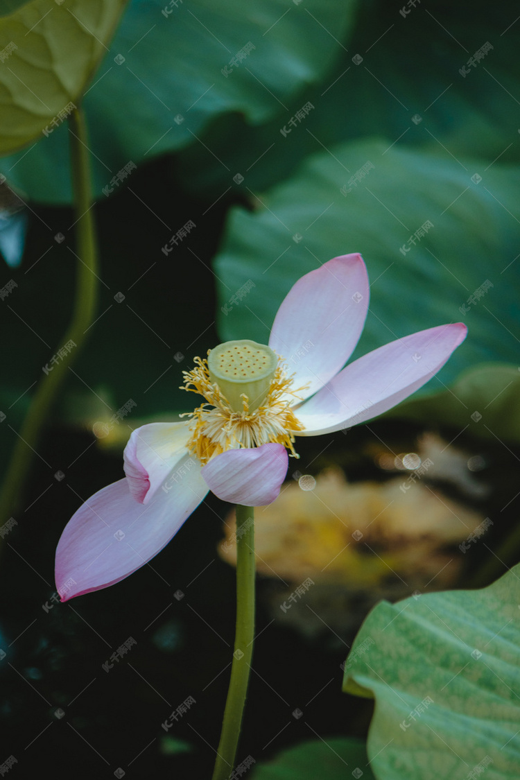 夏季池塘残荷花摄影图