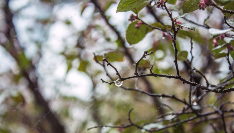 雨天被雨水打湿植物摄影图