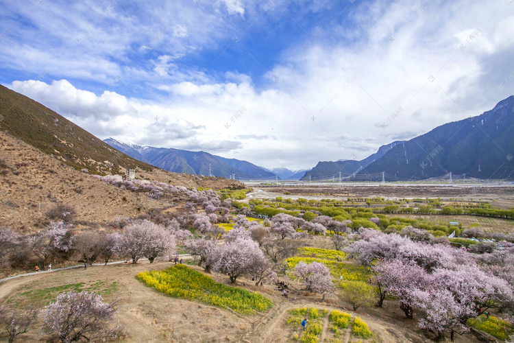 林芝桃花林摄影图