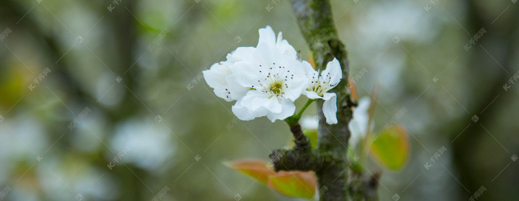 单个花朵摄影图