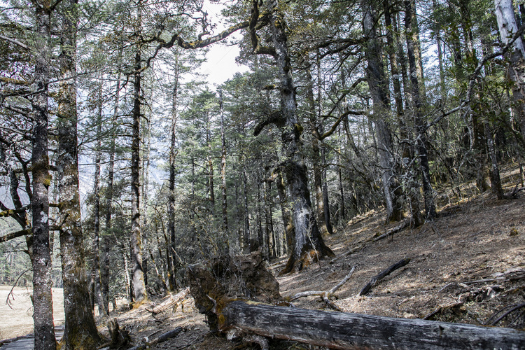 自然风景青山古树森林摄影图