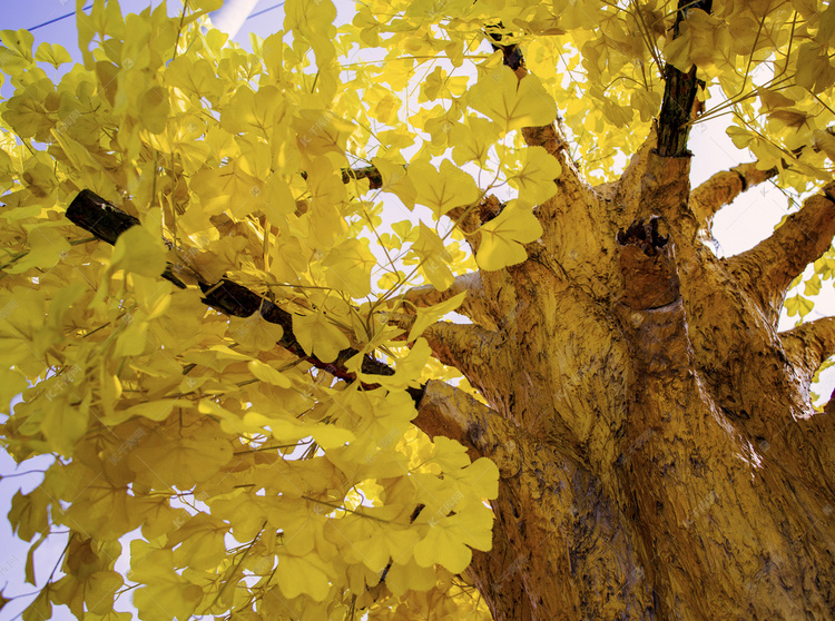 初秋黄金树叶树木自然风景摄影图
