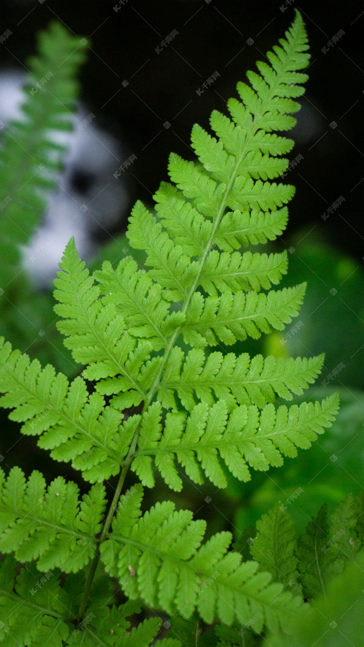 蕨类叶子植物摄影图