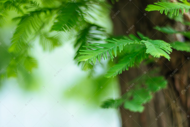 清新绿色植物摄影图