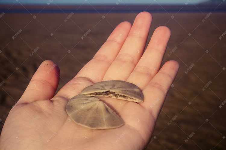 海边捡到掌心贝壳摄影图