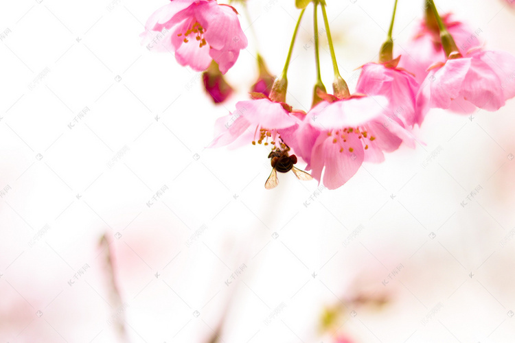 粉色花朵唯美图