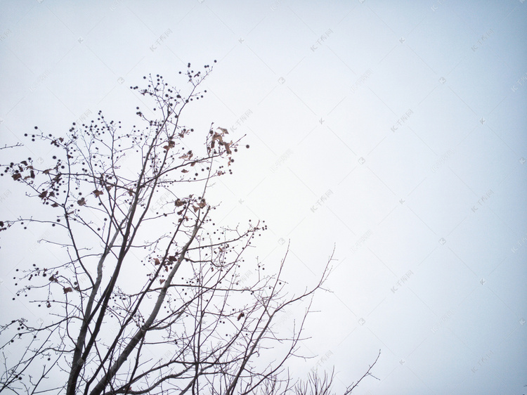 萧瑟冬季枝桠自然风景摄影图
