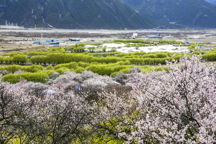 西藏林芝桃花谷摄影图