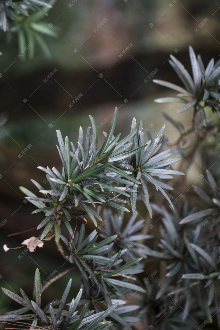 杭州植物园风景罗汉松绿色植物摄