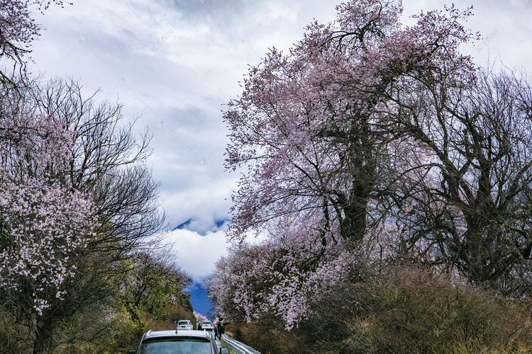 西藏林芝桃花林摄影图