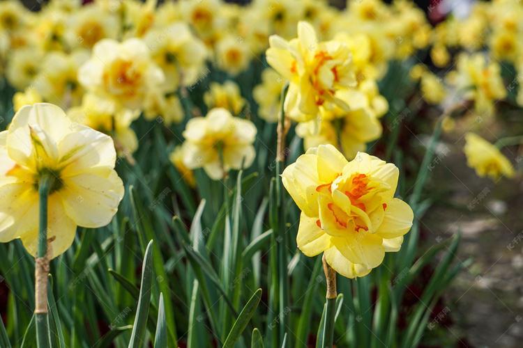 春天黄色水仙花摄影图