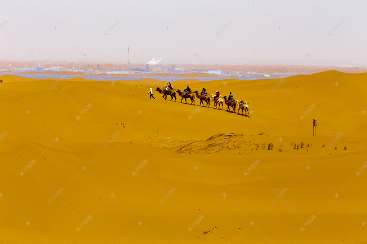 沙坡头沙漠里的骆驼