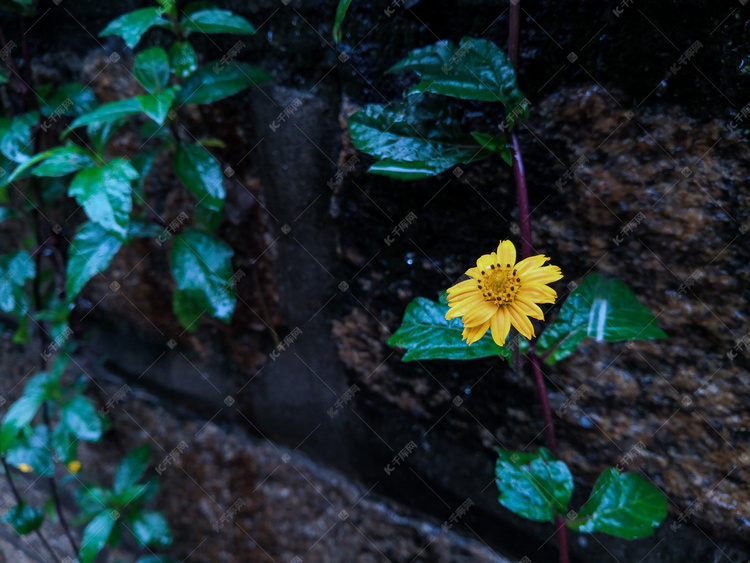 雨后墙角花摄影图