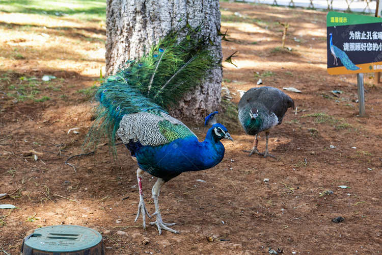动物园里美丽孔雀摄影图