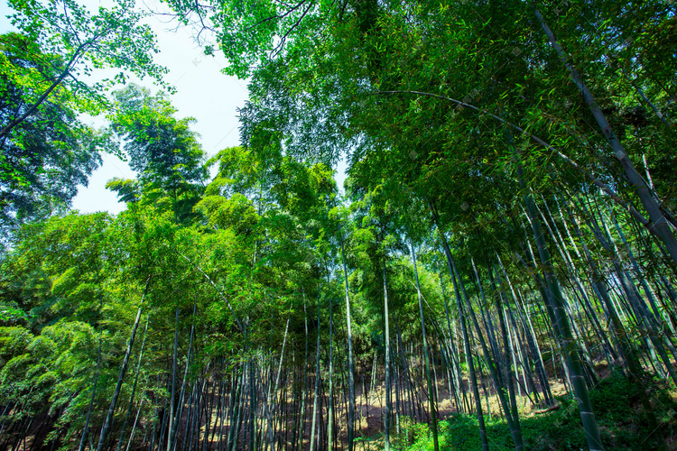 绿色竹林摄影图