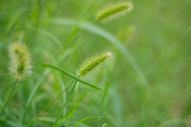 狗尾巴草植物摄影图