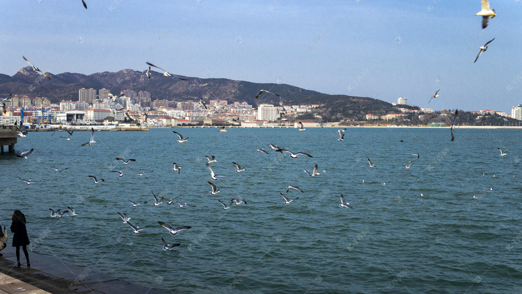 自然风景鸟类之海边飞翔海鸥摄影