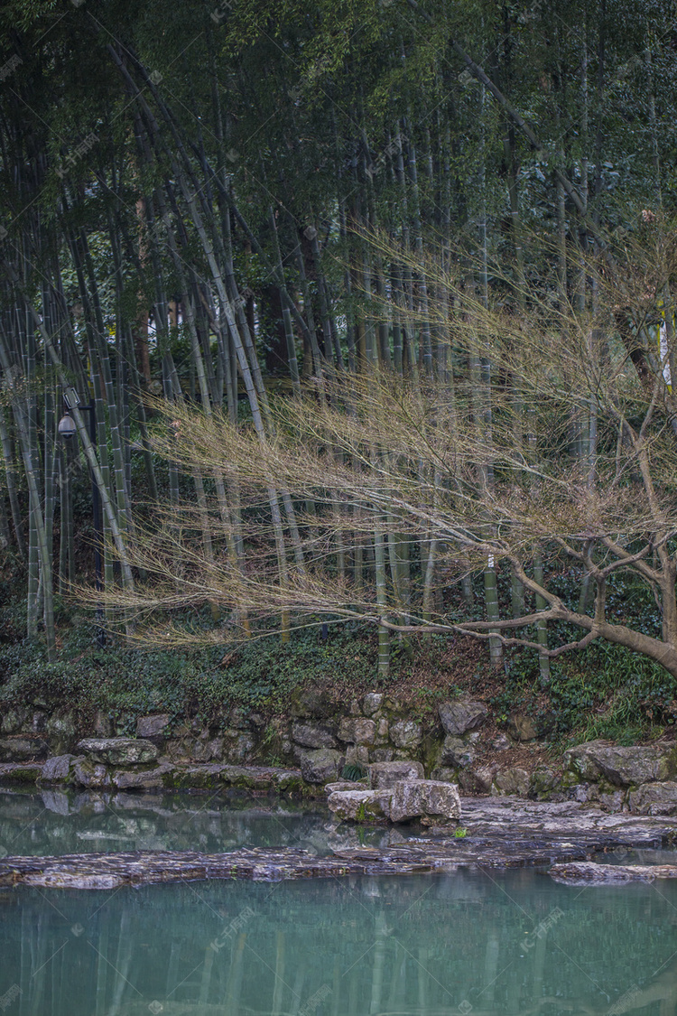 杭州植物园风景竹林自然风景摄影
