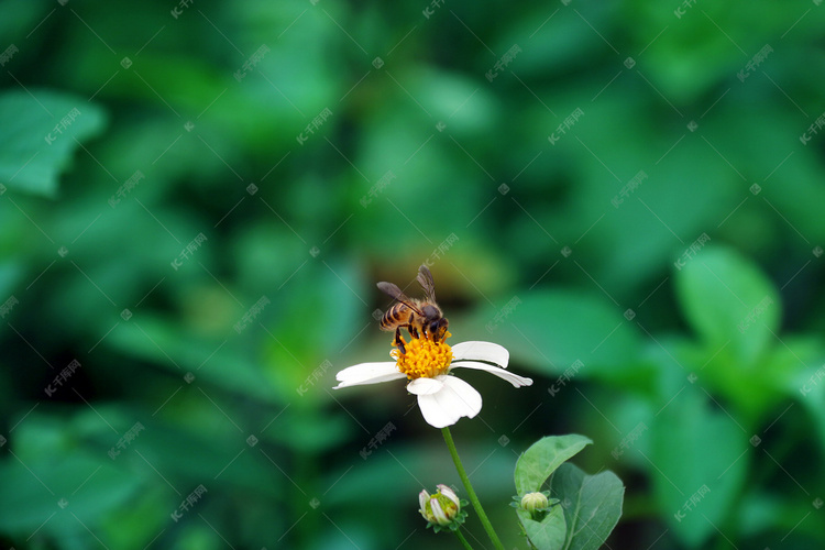 在花朵上采蜜蜜蜂摄影图