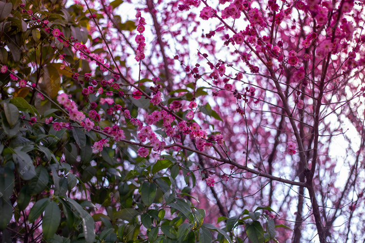 春天花季节自然风景摄影图
