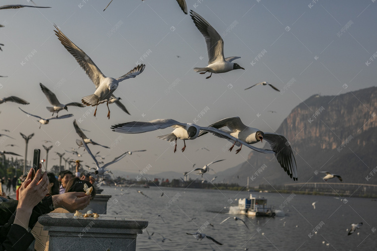 海鸥摄影图