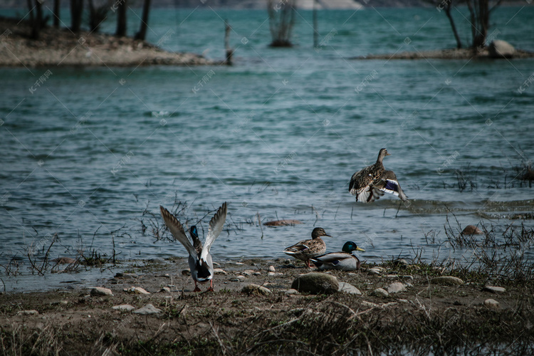 河边池塘一群鸭子摄影图