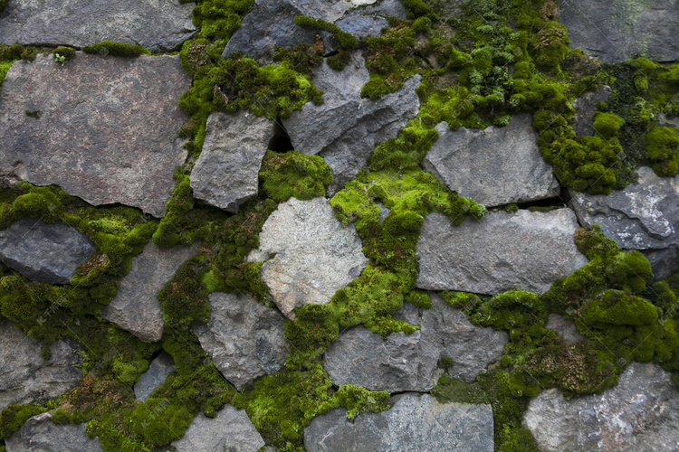 野外天然石头长绿色植物自然风景