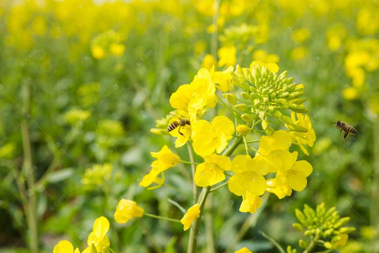 田野里黄灿灿油菜花摄影图