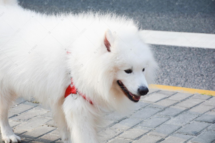 白色狗狗摄影图