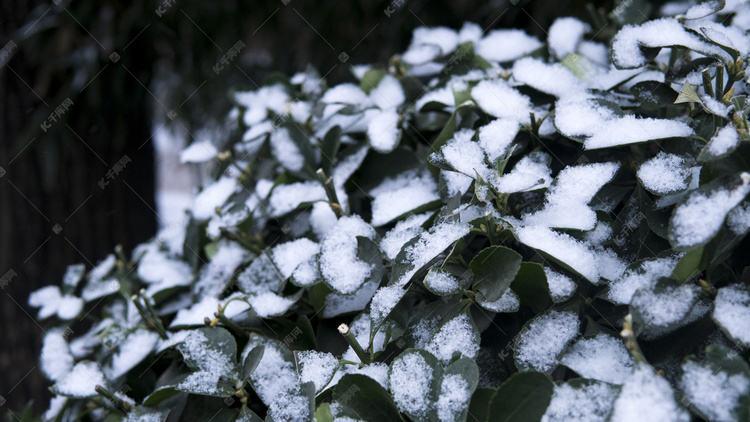 雪后冬青树冬天摄影图