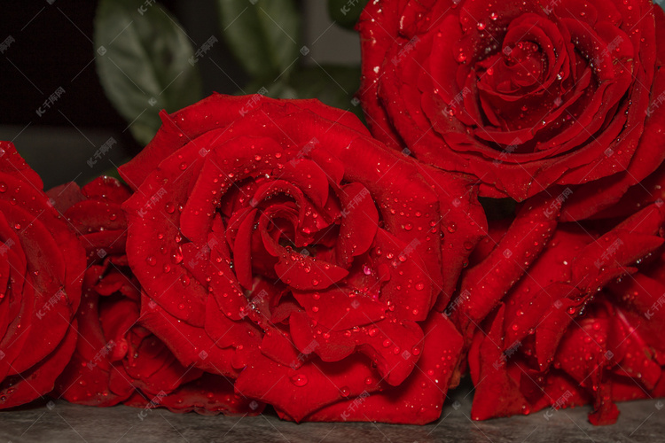 红色的玫瑰花特写摄影图