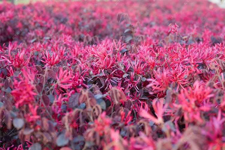 红色花海自然美景摄影图