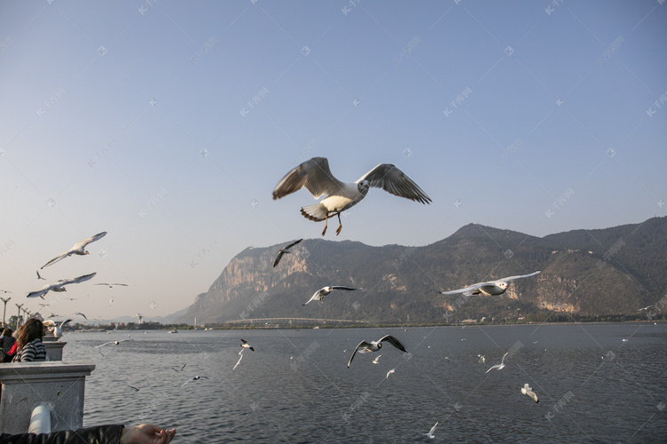 云南滇池湖上飞翔海鸥摄影图