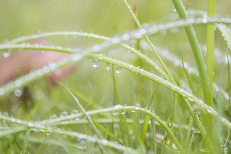 雨天草地摄影图