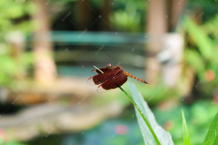 一只在叶尖上小蜻蜓摄影图