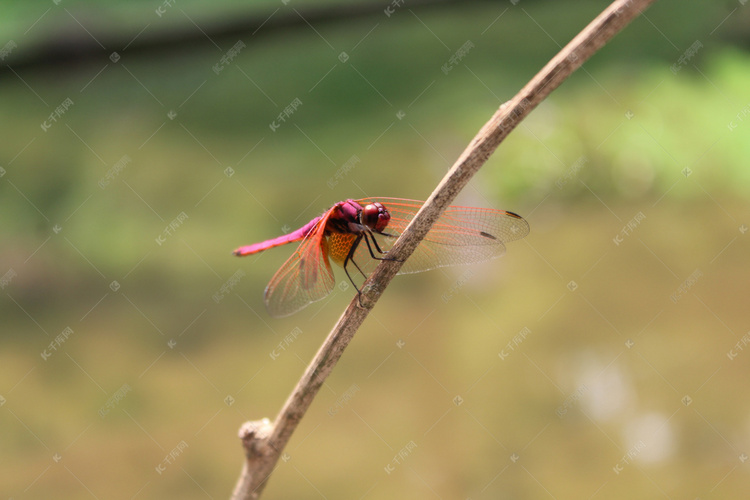红色蜻蜓摄影图