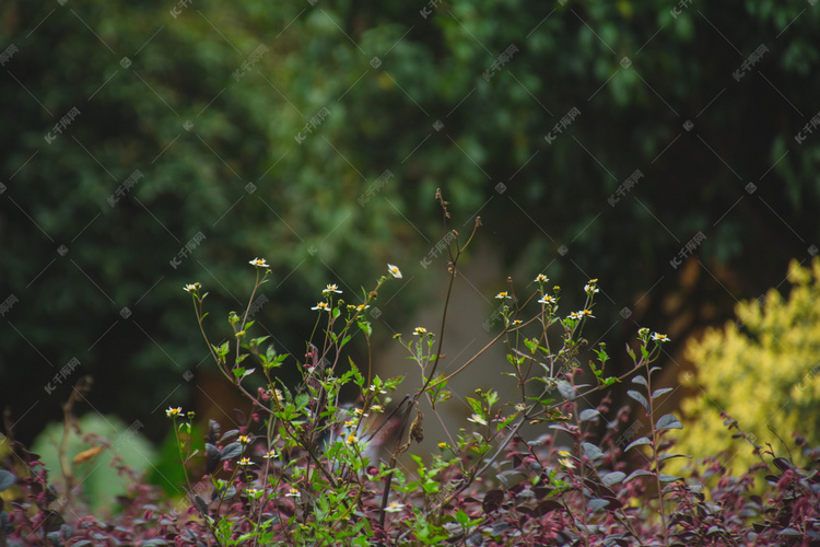 灌木植物上生长野花自然风景摄影