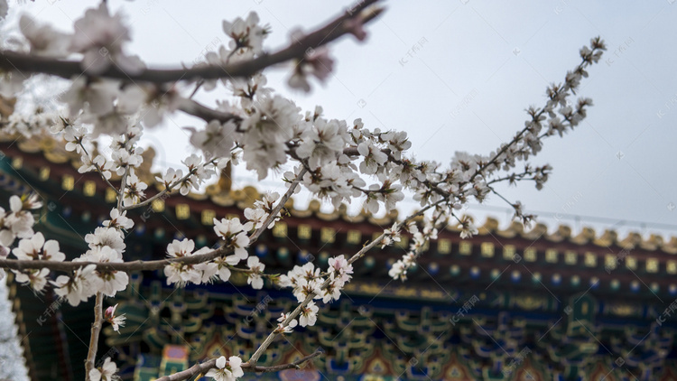 故宫前桃花自然风景摄影图