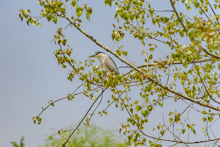 枝头白色鸟摄影图