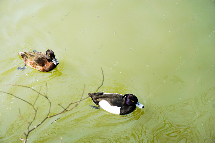 动物园池塘野鸭摄影图