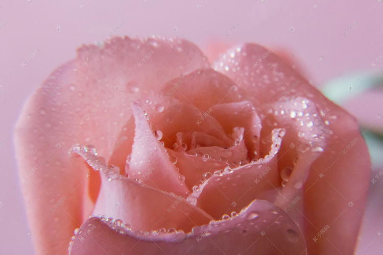 玫瑰花摄影图