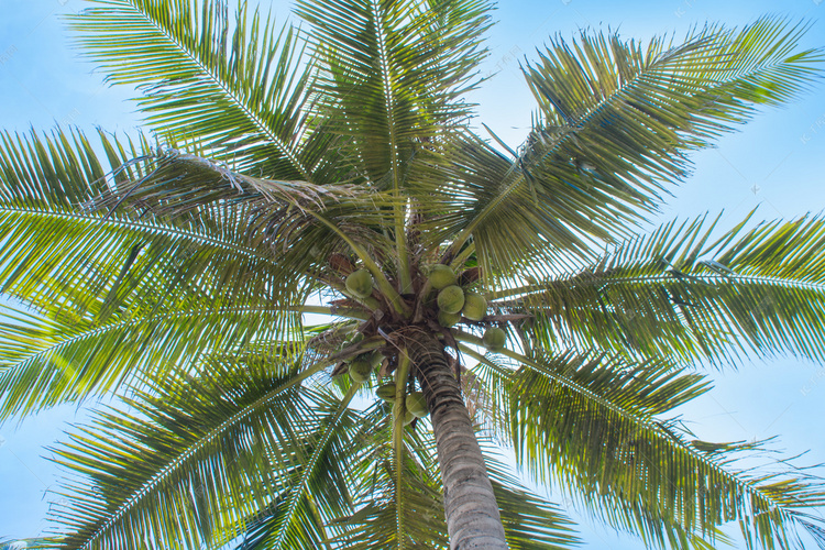 夏天椰子树仰拍摄影图