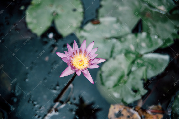 紫色莲花摄影图