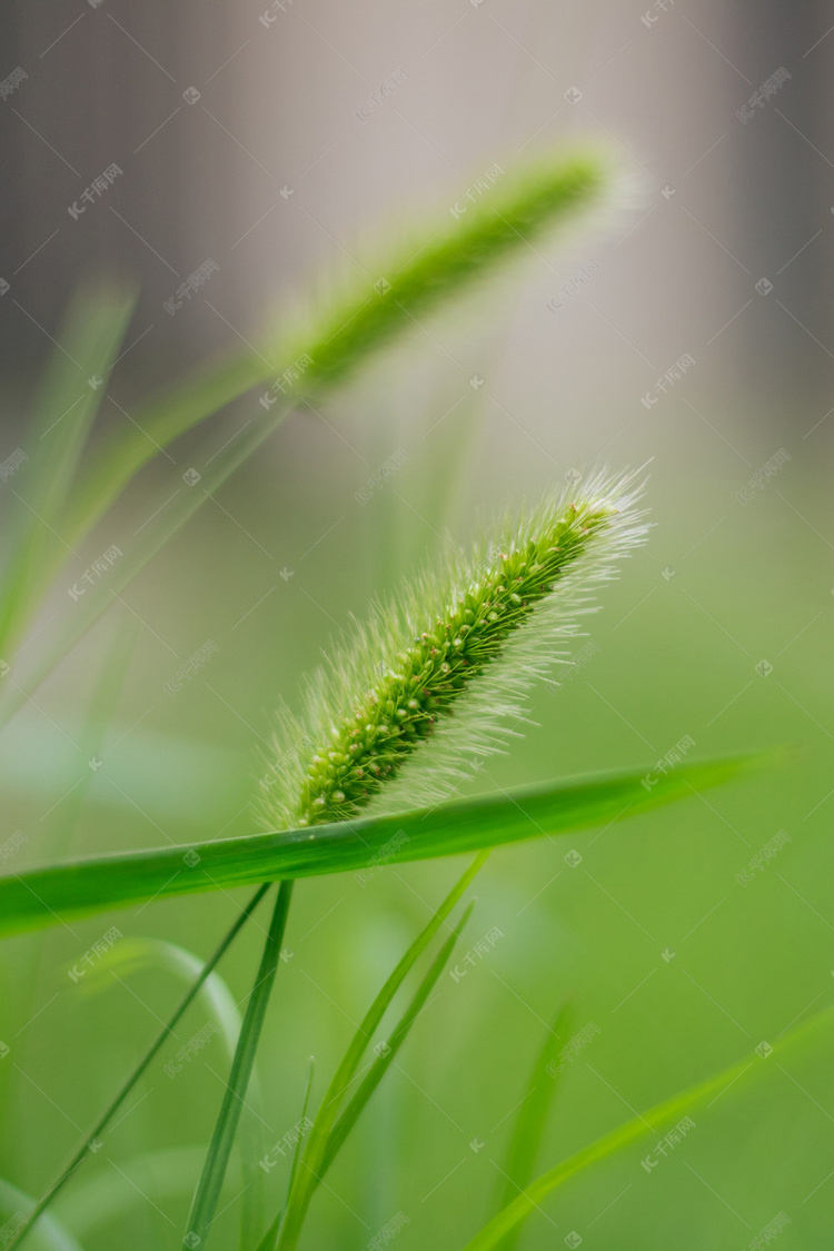 狗尾巴草植物摄影图