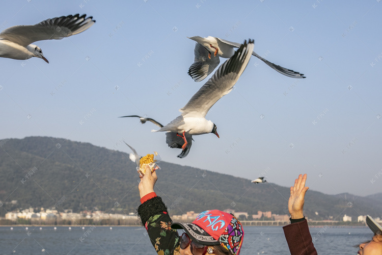 云南滇池湖上飞翔海鸥摄影图