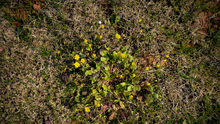 春天草地上黄色花朵绽放摄影图