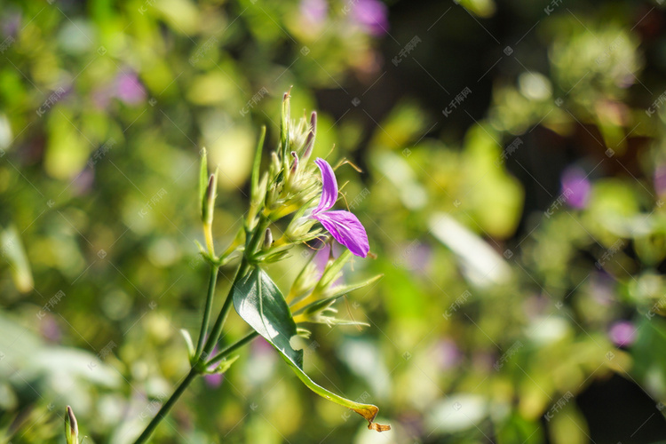 春天紫色小花图片摄影图
