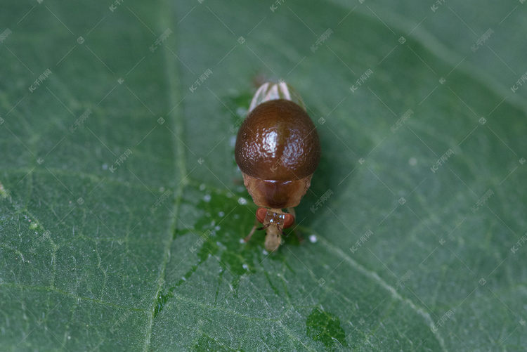 昆虫甲蝇摄影图